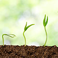 Plantengrond waar 3 kleine groene plantjes uit bloeien
