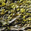 Fucus Vesiculosus Extract