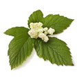 Blaadjes moerasspirea neergelegd op een witte achtergrond met op de blaadjes witte stukjes Blaadjes moerasspirea neergelegd op een witte achtergrond met op de blaadjes witte stukjes