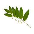 Een steel van de solomon's seal plant neergelegd op een witte achtergrond Een steel van de solomon's seal plant neergelegd op een witte achtergrond