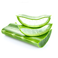 Een stuk van de aloe vera plant met daarop twee punten van de aloe vera plant Een stuk van de aloe vera plant met daarop twee punten van de aloe vera plant