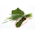 Een schaaltje vol chlorella poeder, een schepje met chlorella poeder en een paar chlorella sprieten