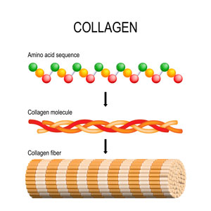 Collageen uitgelegd - aminozuur sequentie naar collageen molecule en uiteindelijk collageenvezels