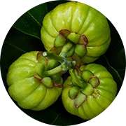 Drie garcinia cambogia vruchten in een rondje op een groen blad