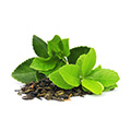 Groene Thee Extract
