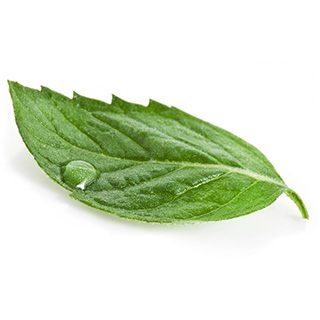 Een groen blad met een druppel erop die is neergelegd op een witte achtergrond Een groen blad met een druppel erop die is neergelegd op een witte achtergrond