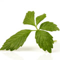 Een los blad van een groene thee plant op een witte achtergrond Een los blad van een groene thee plant op een witte achtergrond