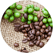 Groene koffie bonen boom met wat koffie bonen er naast