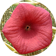 Bovenaanzicht van een donker roze bloem met een zwart puntje in het midden - Hoodia gordonii