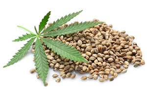Een hoopje hennepzaden met een stukje van de plant op een witte achtergrond Een hoopje hennepzaden met een stukje van de plant op een witte achtergrond