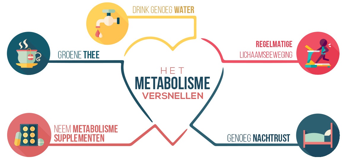 Infographic metabolisme booster - Drink genoeg water, groene thee, beweging, metabolisme supplemten en genoeg nachtrust