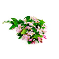 Een kamperfoelie struik, met roze en groene bloemen Een kamperfoelie struik, met roze en groene bloemen