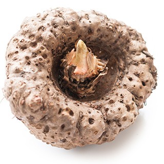 Een stuk konjac neergelegd op een witte achtergrond Een stuk konjac neergelegd op een witte achtergrond