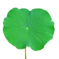 Een los lotus blad, aanvulling in kruidenthee, op een witte achtergrond Een los lotus blad, aanvulling in kruidenthee, op een witte achtergrond