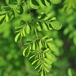 Focus op een moringa steel van de boom met op de achtergrond meer van deze takken 