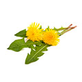 Groene blaadjes met daarop 2 gele paardebloemen neergelegd op een witte achtergrond Groene blaadjes met daarop 2 gele paardebloemen neergelegd op een witte achtergrond