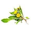 Paardenbloemwortel Extract