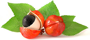 Twee super guarana vruchten waarvan eentje open met pit en 2 blaadjes achter de vruchten Twee super guarana vruchten waarvan eentje open met pit en 2 blaadjes achter de vruchten