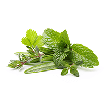 Verschillende soorten blaadjes zoals moringa, groene thee, groene koffie en glucomannan
