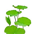Lotus Bladeren
